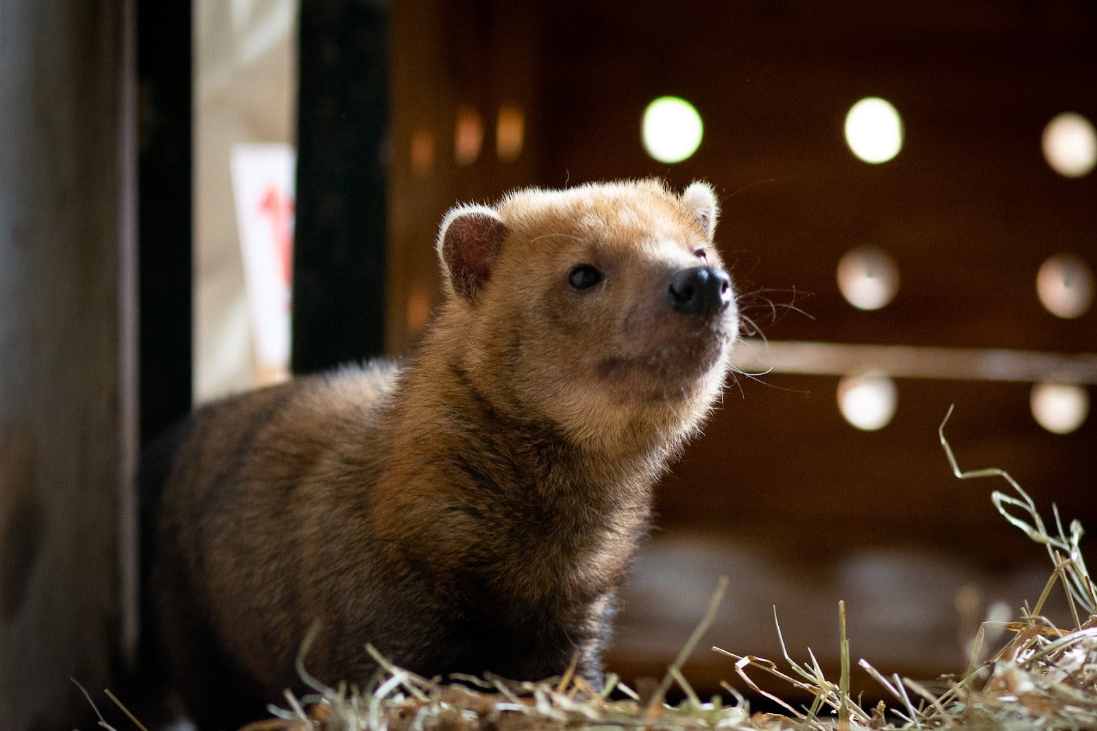 Cachorro-vinagre apelidado de Rondon foi resgatado em Rondonópolis (MT). Foto: Zoológico de Brasília (DF) Cachorro-vinagre apelidado de Rondon foi resgatado em Rondonópolis (MT). Foto: Zoológico de Brasília (DF)