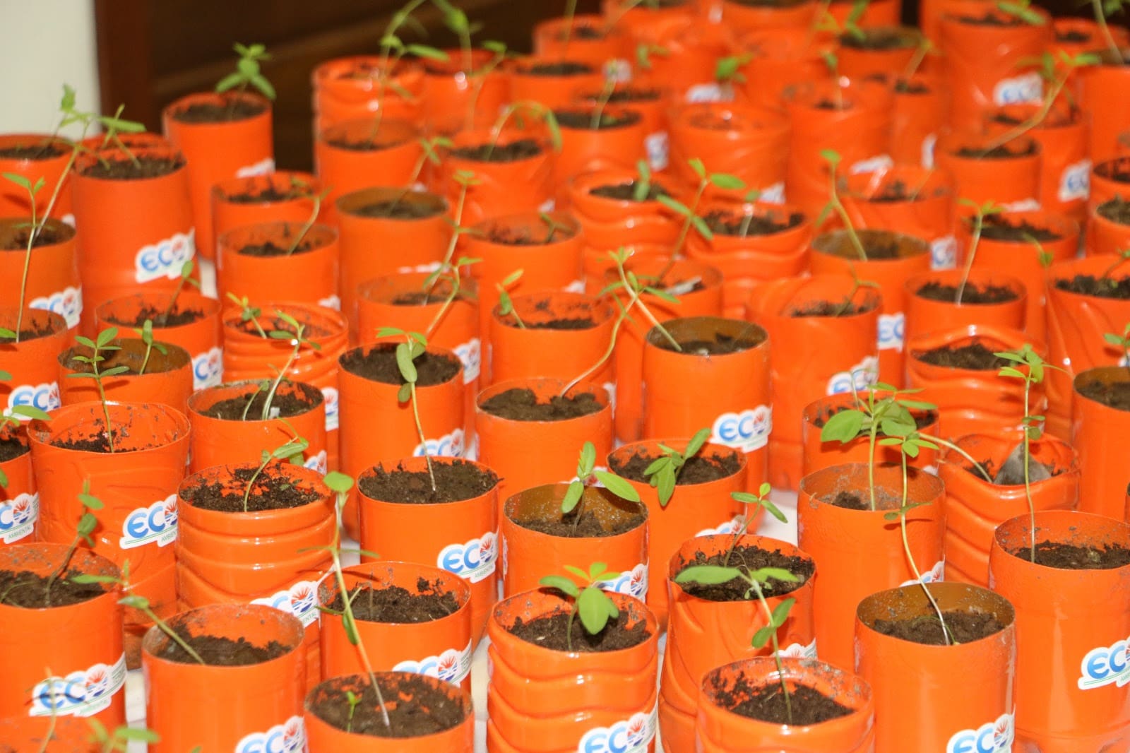 unnamed - 2024-05-29T165253.900 Repetindo a ação de 2023, este ano terá distribuição de mudas também - Foto: Divulgação