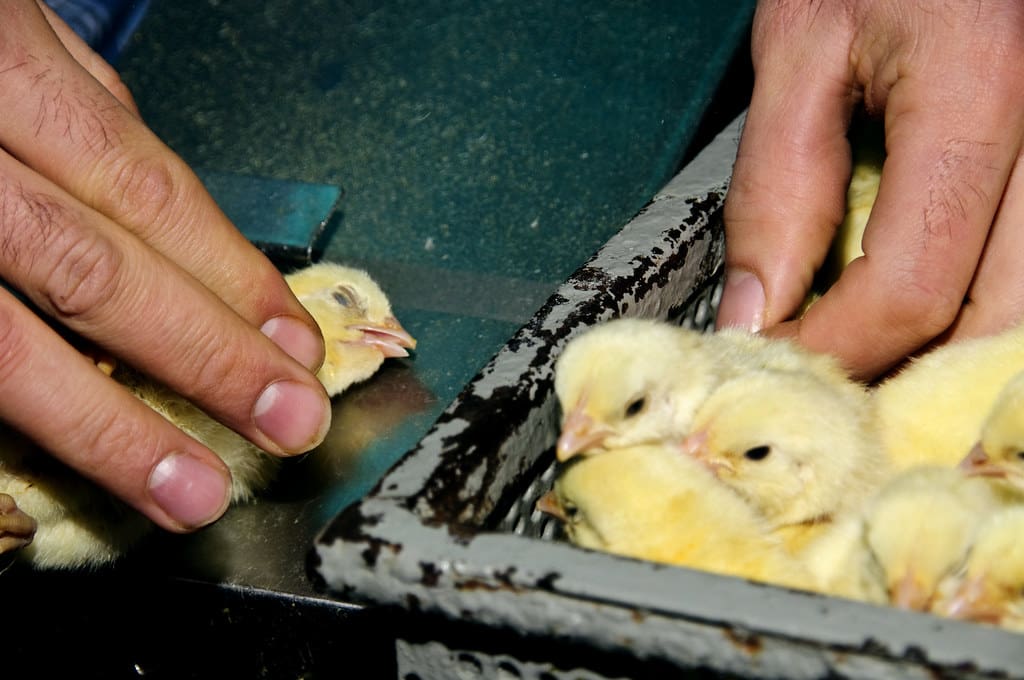 51504043395_99ec15b505_b Accor pintinhos