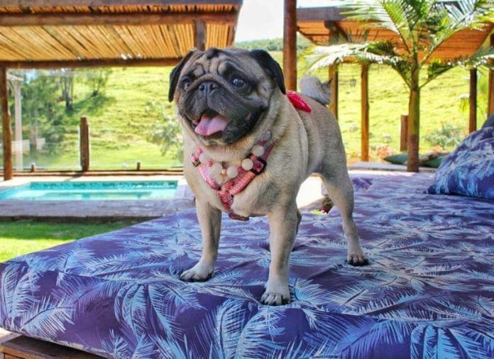 Socorro (SP) sedia Treinamento para o Turismo Pet Friendly