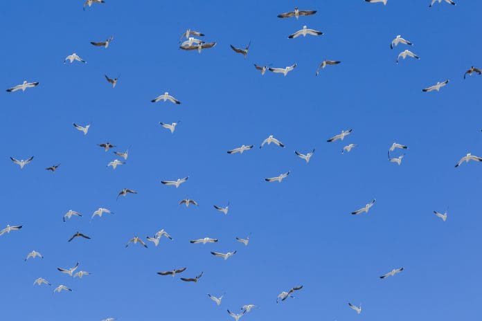 Colisões de aves com aviões cancelam 100 voos e afetam 27 mil passageiros por ano no Brasil, aponta Abear