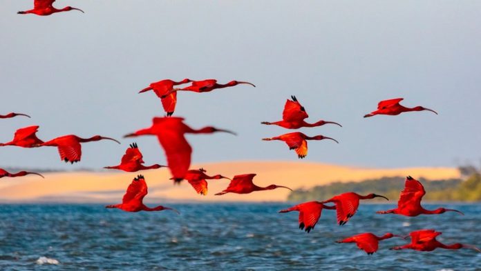 observação de aves