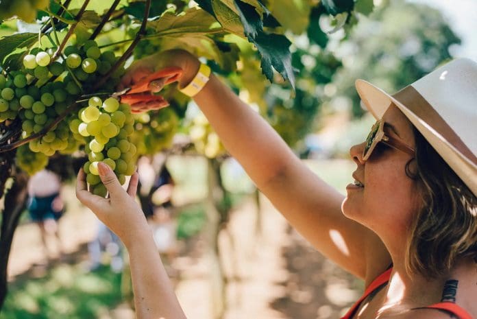 imagem-2025-12-15-123707249 Vindima Góes