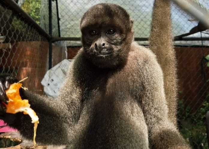 Avião Solidário da LATAM transporta macacos-barrigudos resgatados de Manaus para novo lar no Espírito Santo Avião Solidário da LATAM transporta macacos-barrigudos resgatados de Manaus para novo lar no Espírito Santo